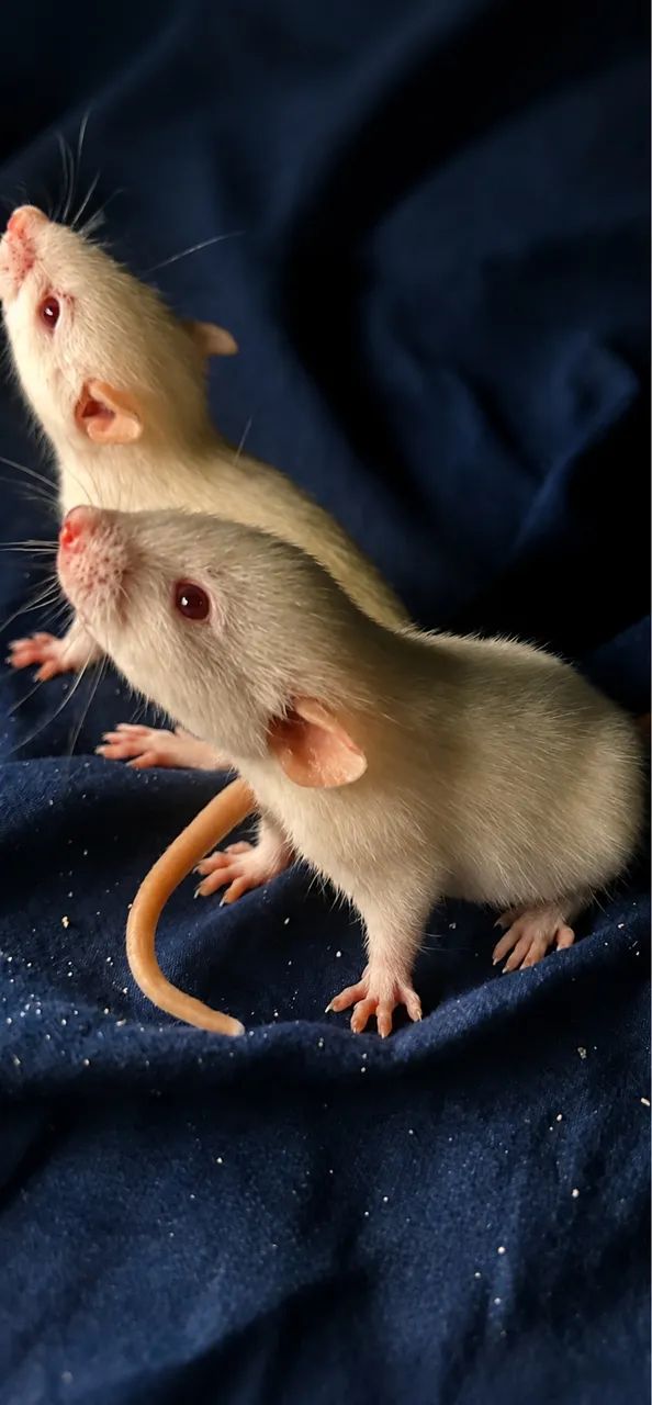 Rato Twister 