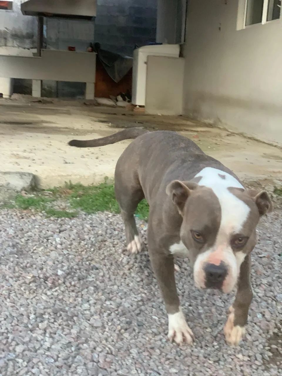 Para adoção  - Foto 3