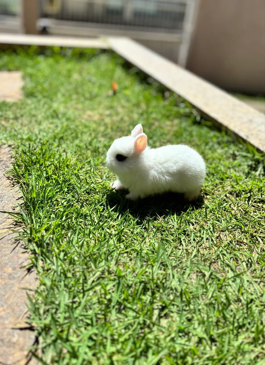 Mini coelho netherland dwarf  - Foto 4