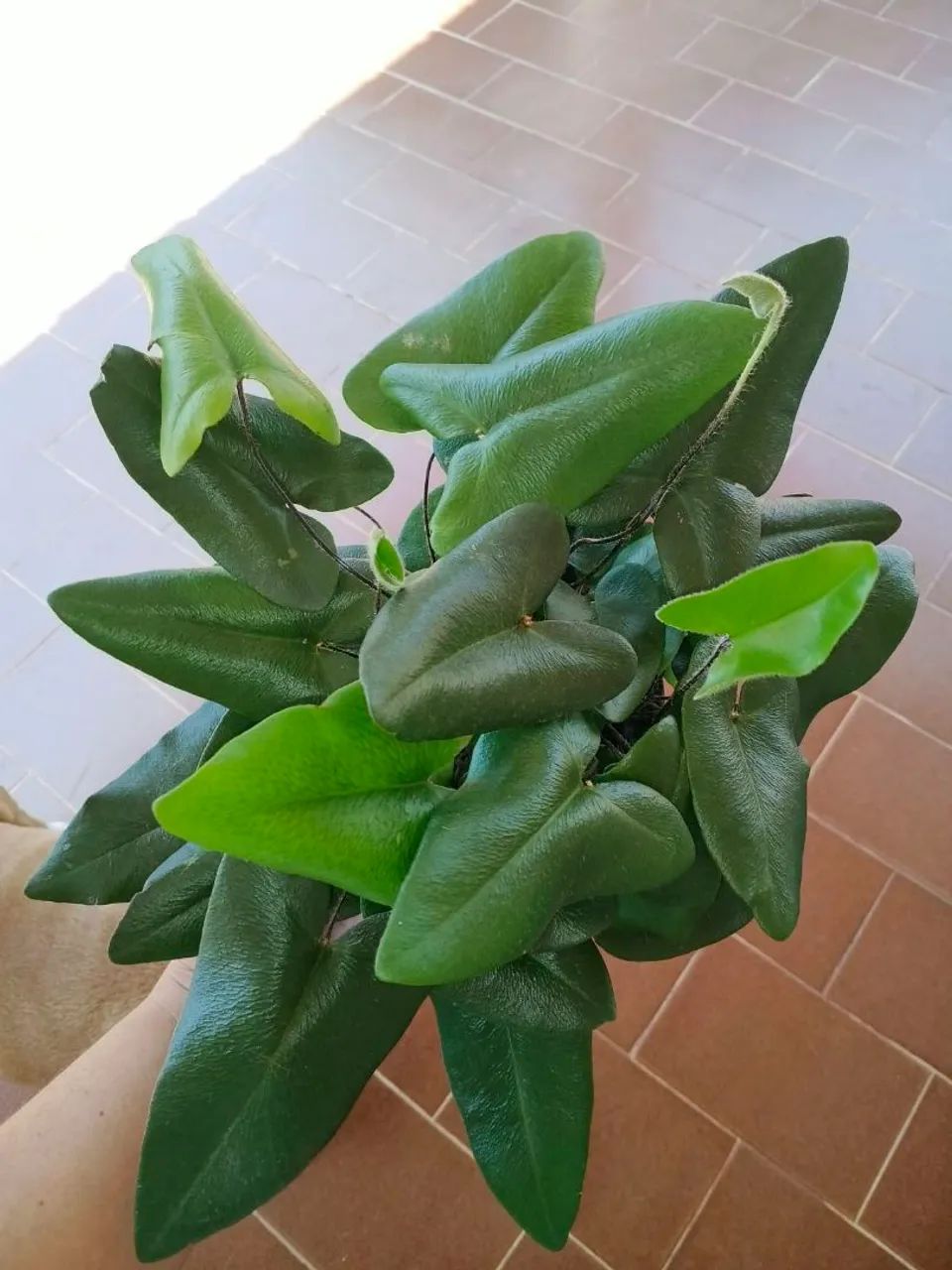 Samambaia coração 