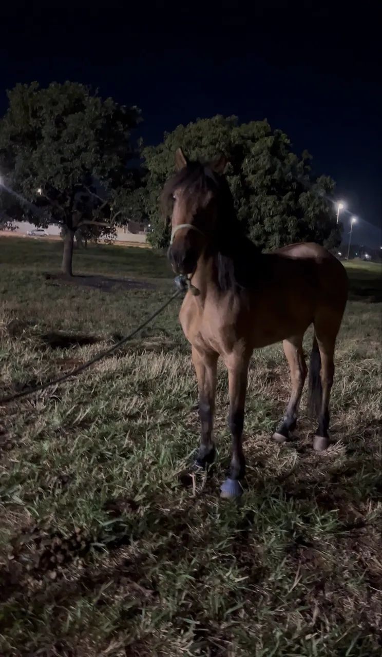 Cavalo Esquipador á Venda - Foto 5