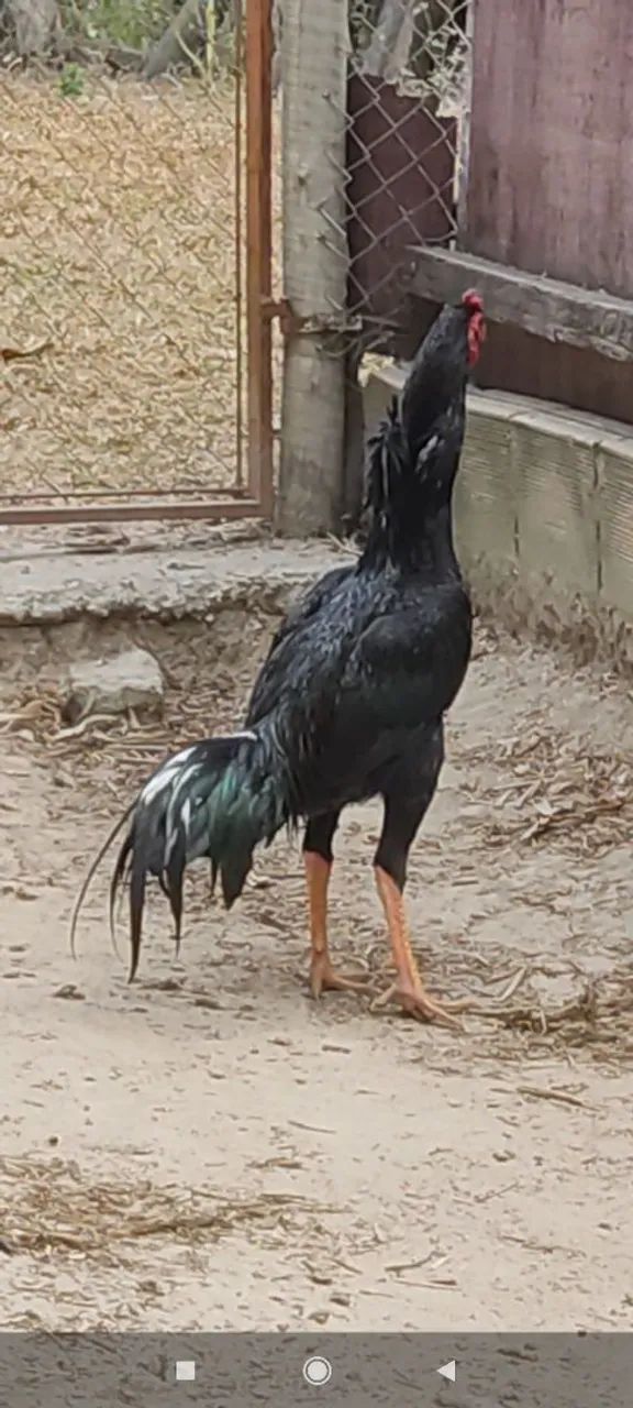 Frango índio  - Foto 4