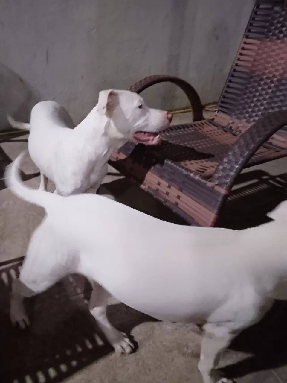 Filhotes de Pitbull 5 meses  - Foto 3