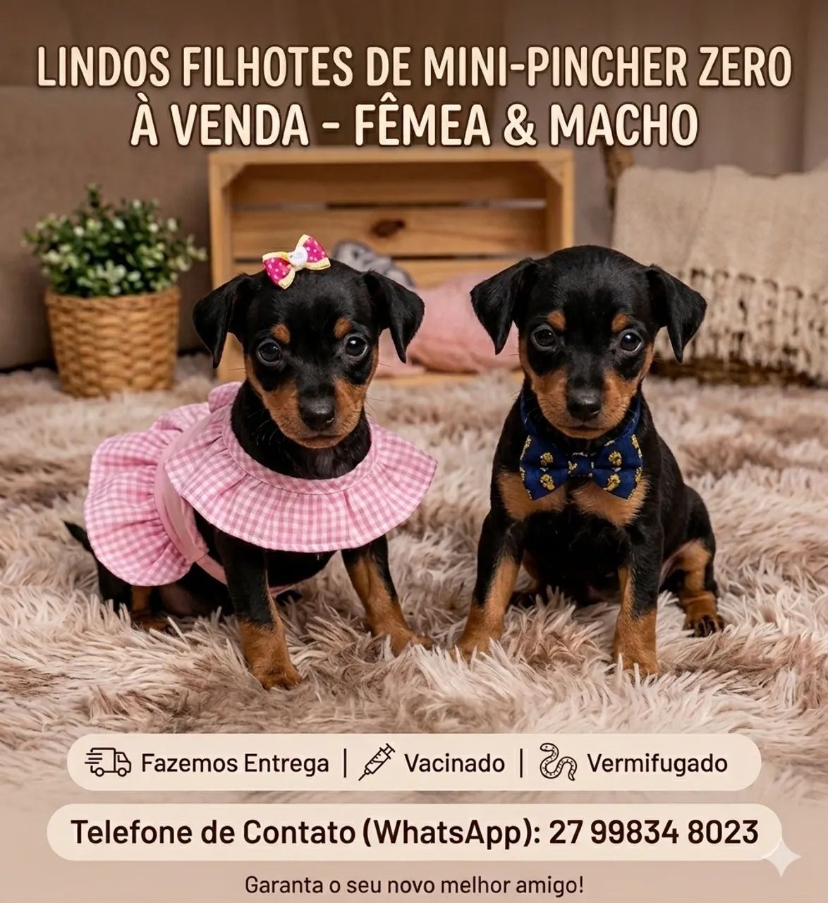 Pinscher zero 