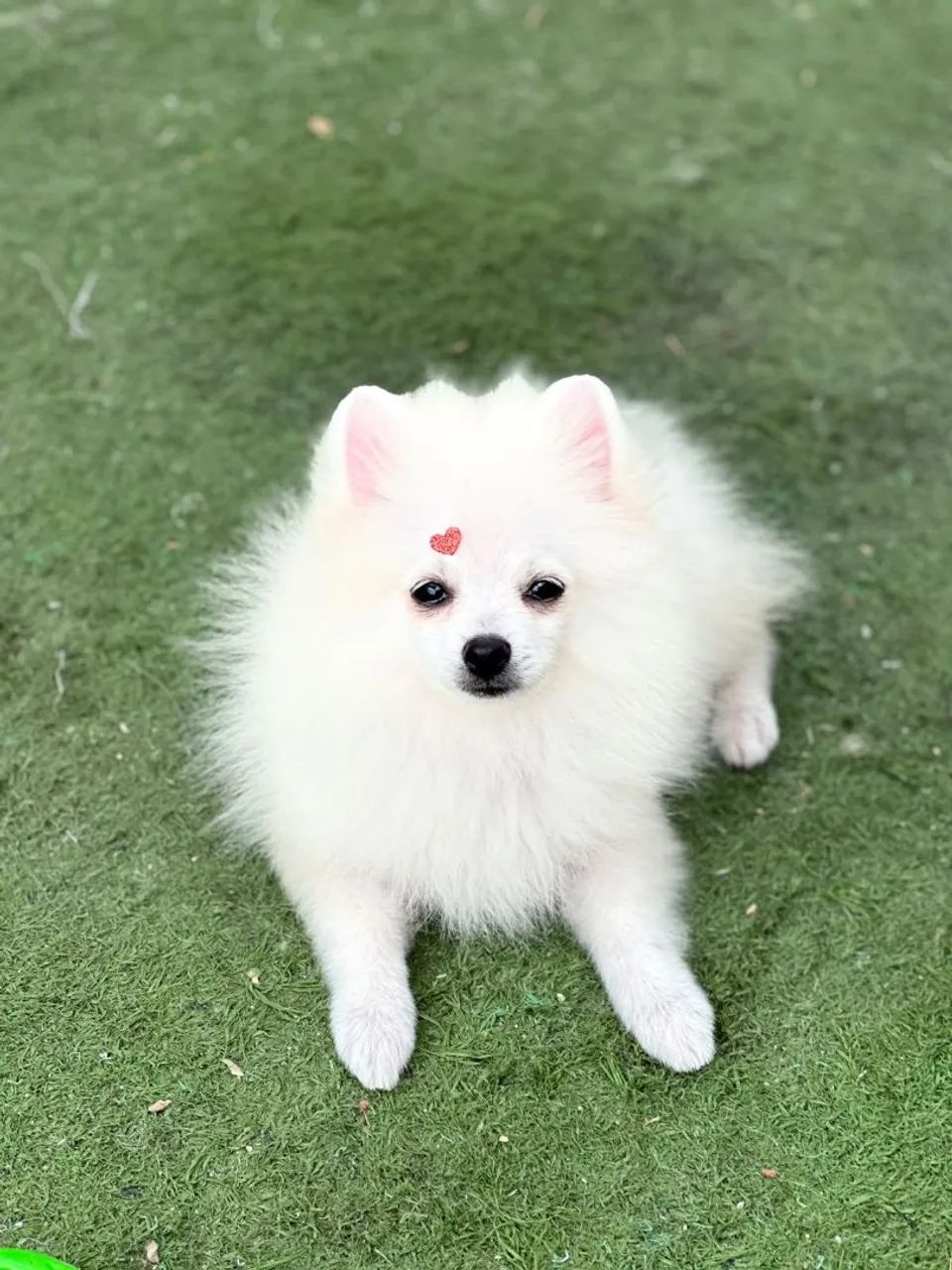 Spitz alemão 