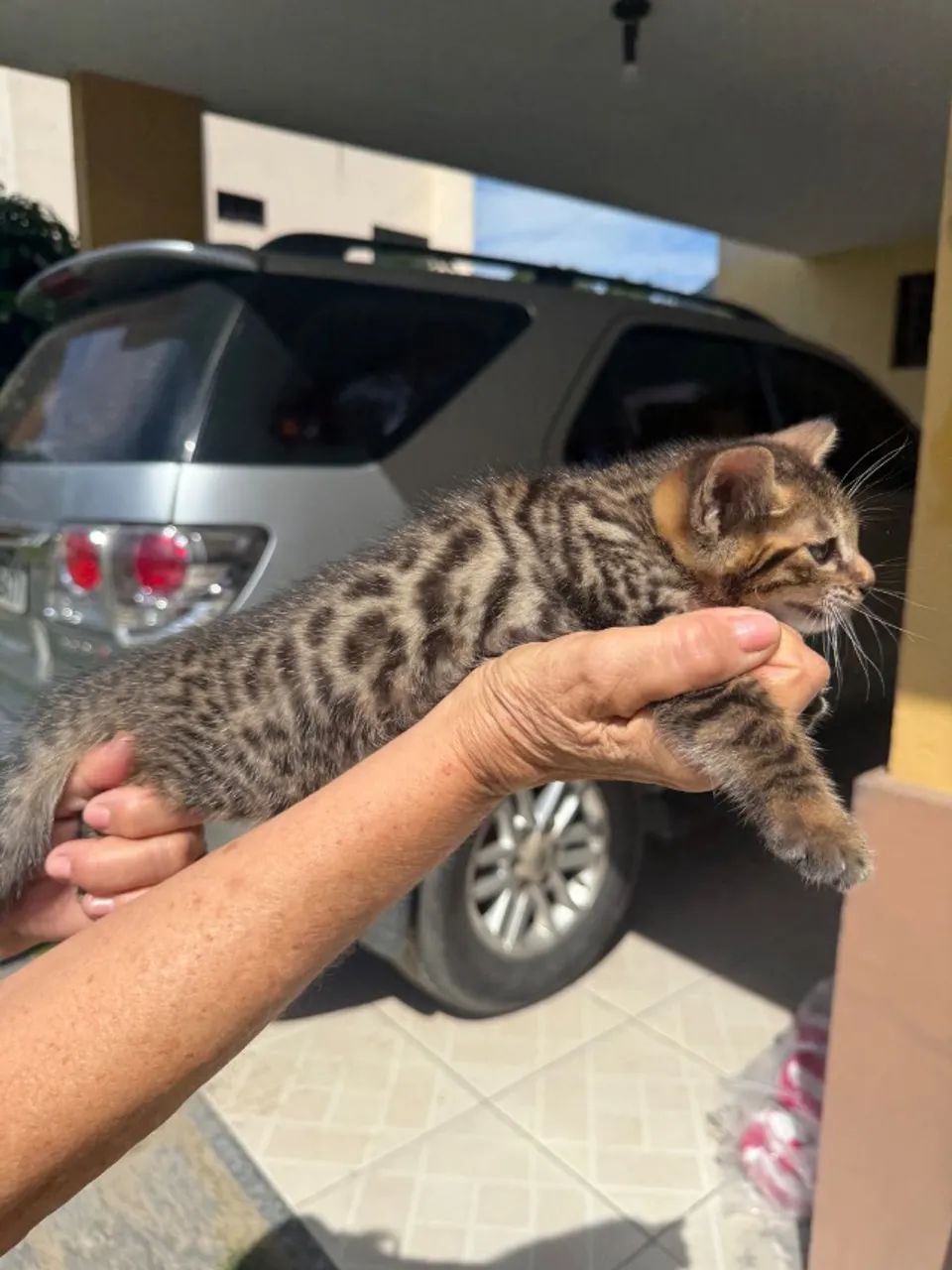 Gato de Bengala Filhote
