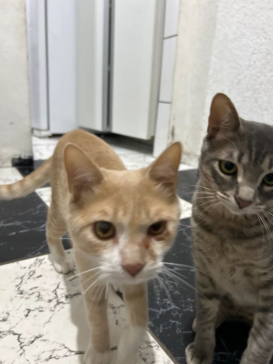 Gatos macho  - Foto 3