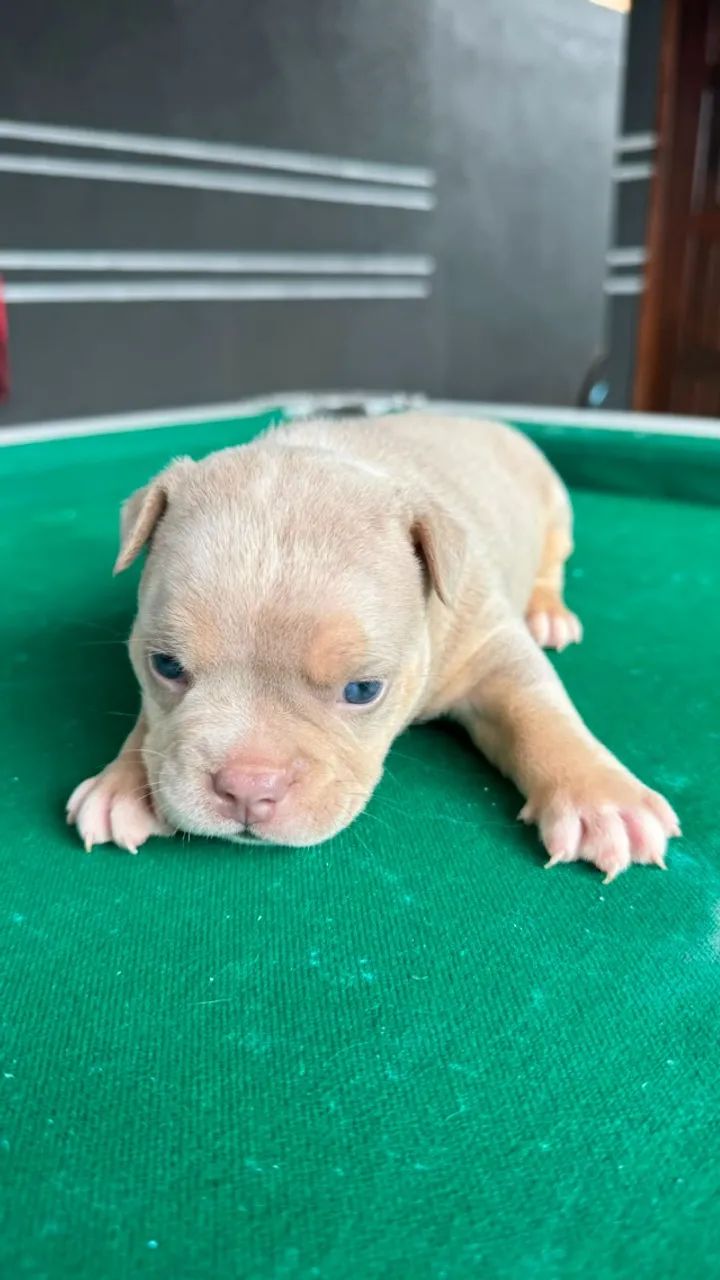 American Bully - Foto 3