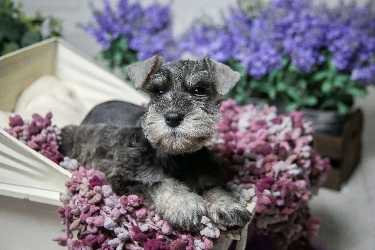 Schnauzer miniatura 