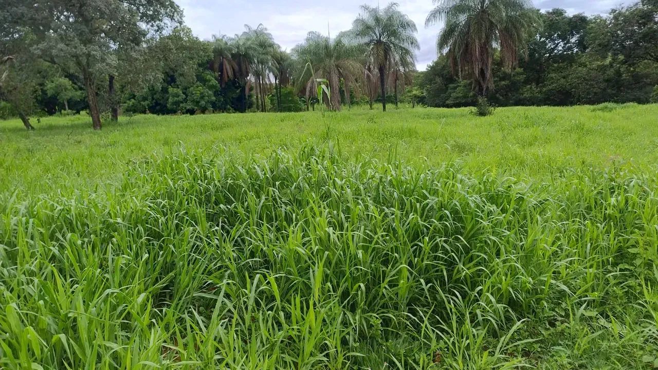Fazenda Completa em Formosa-GO | 8 Alqueires com Barragem, Poço e Curral