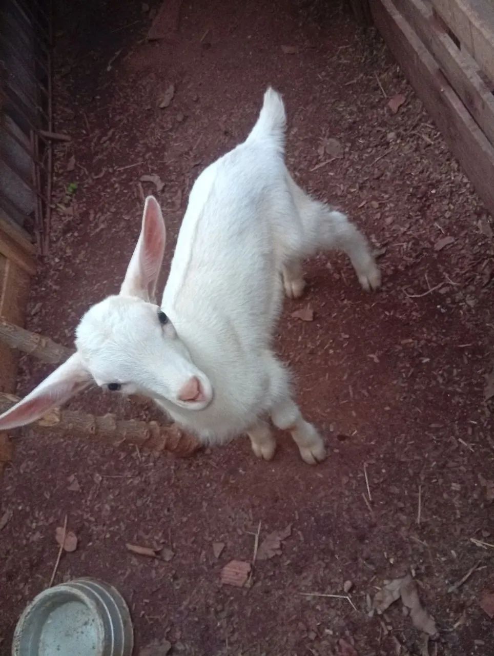 Cabrito Saanem 