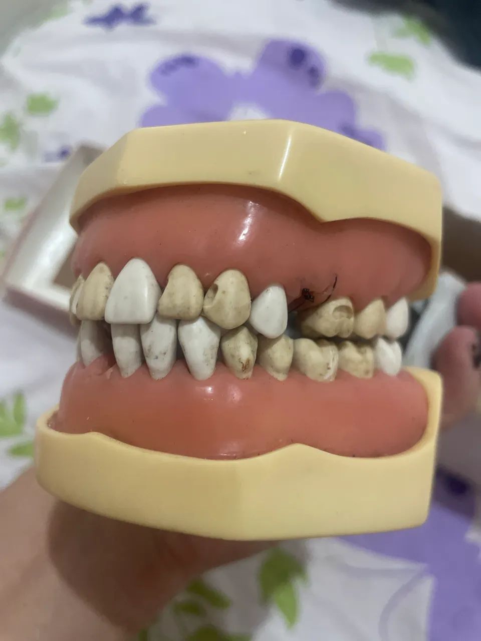 manequim dentistica mom - Foto 2