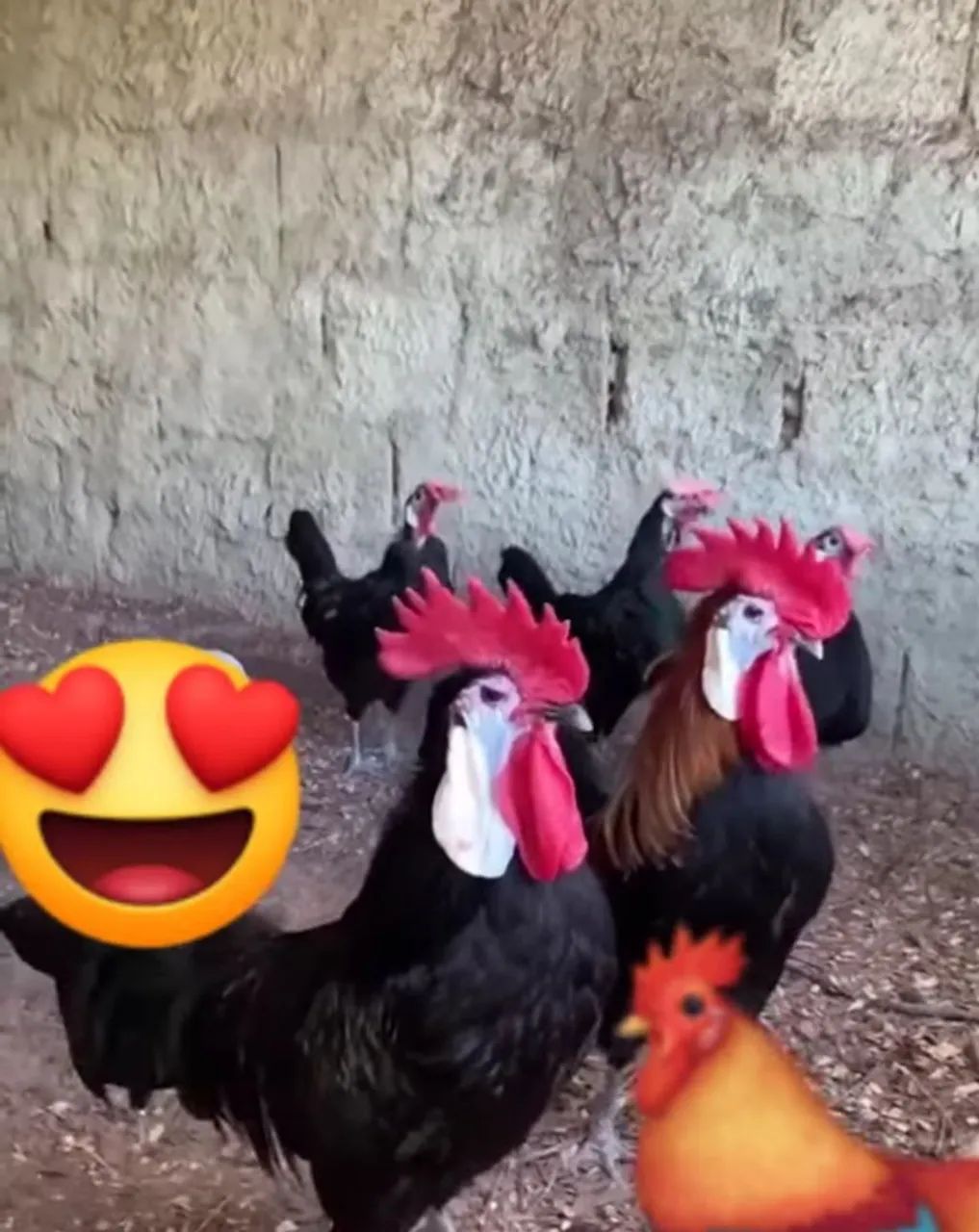 Pintinhos franguinhos galinhas e galos  ovos galados da raça espanhola cará de palhaço  - Foto 5