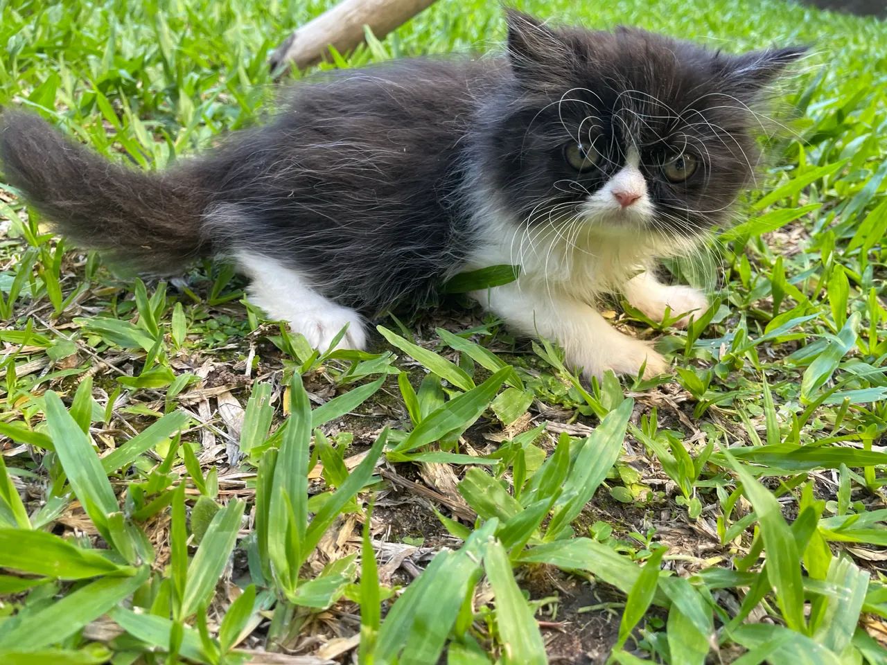 Persa femia  - Foto 2