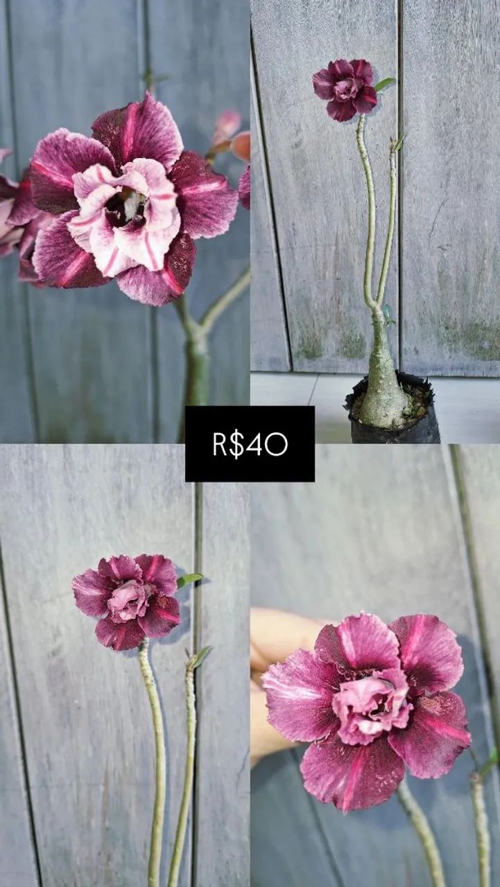 Rosas do deserto variadas  - Foto 3