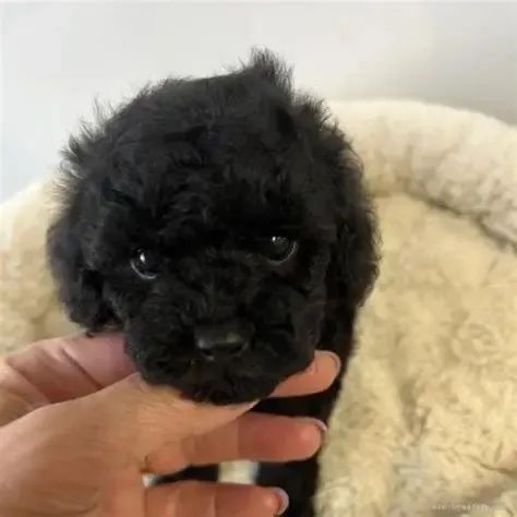LINDOS E PELUDOS POOOLE  - Foto 2