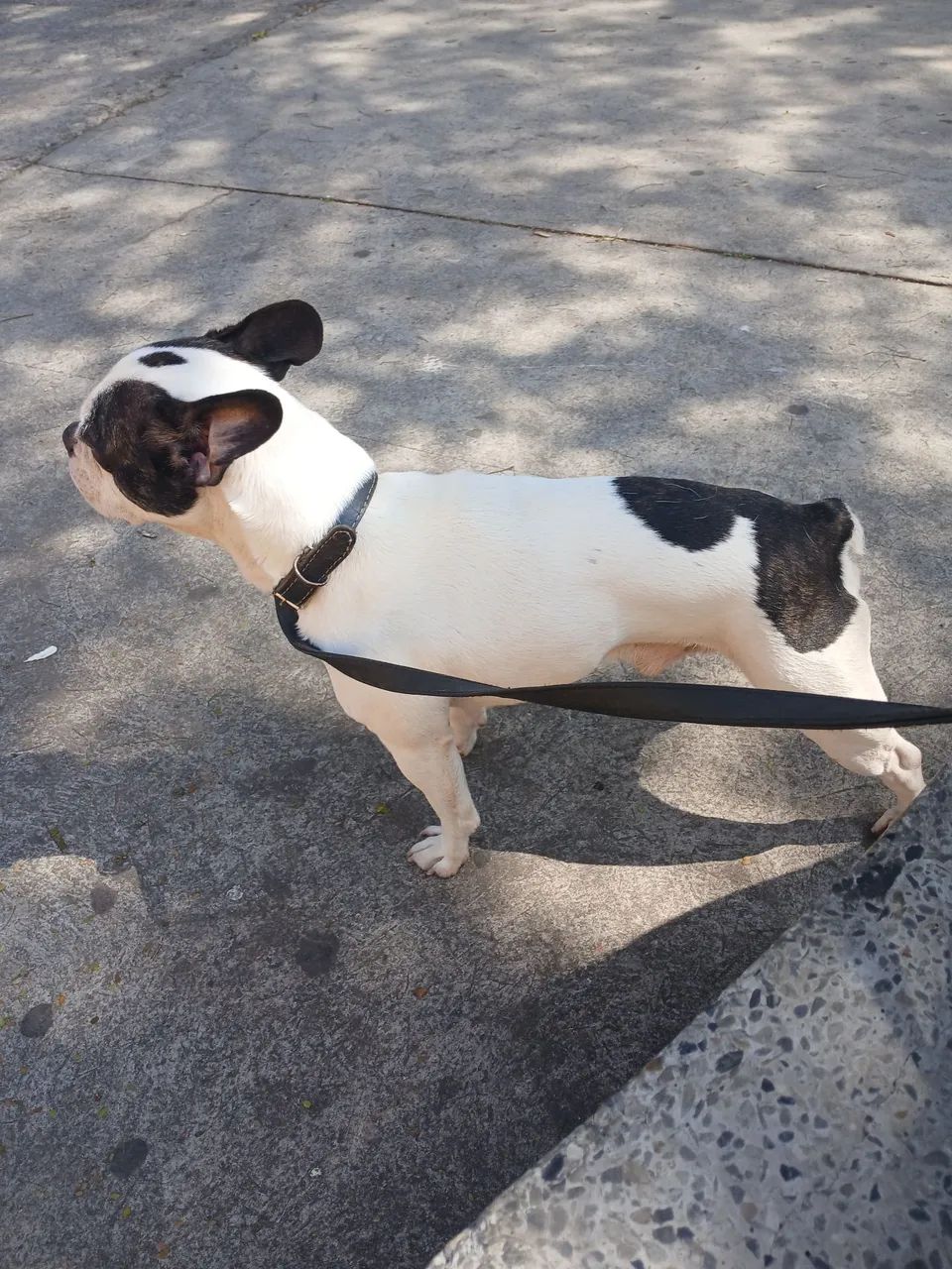 Buldogue francês  - Foto 2