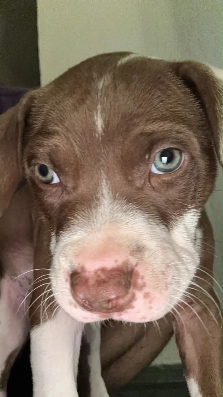 Pitbull - Foto 2