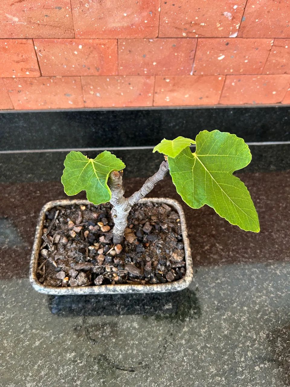 Figo bonsai mini  - Foto 3