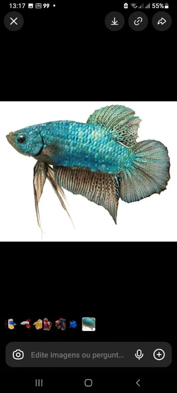 Betta - Foto 5
