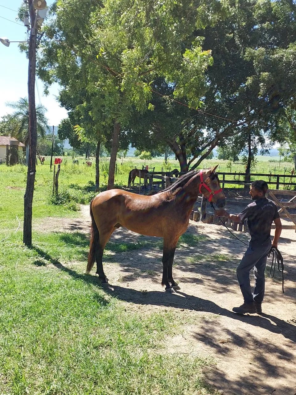 Potro registrado a venda  - Foto 3