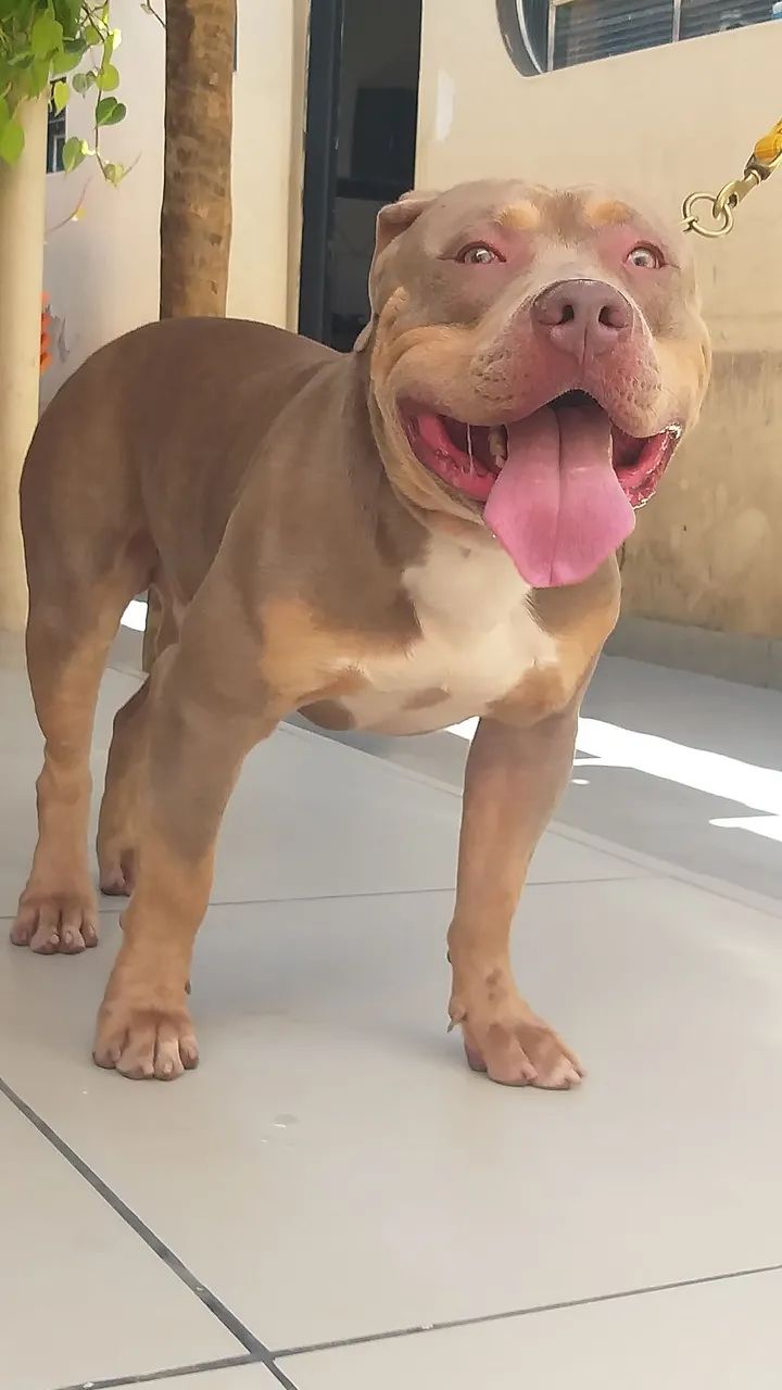 Filhotao pit monster 