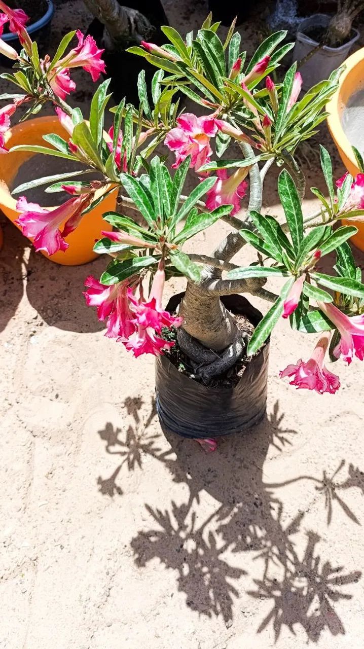 Rosa do Deserto Grande  - Foto 3