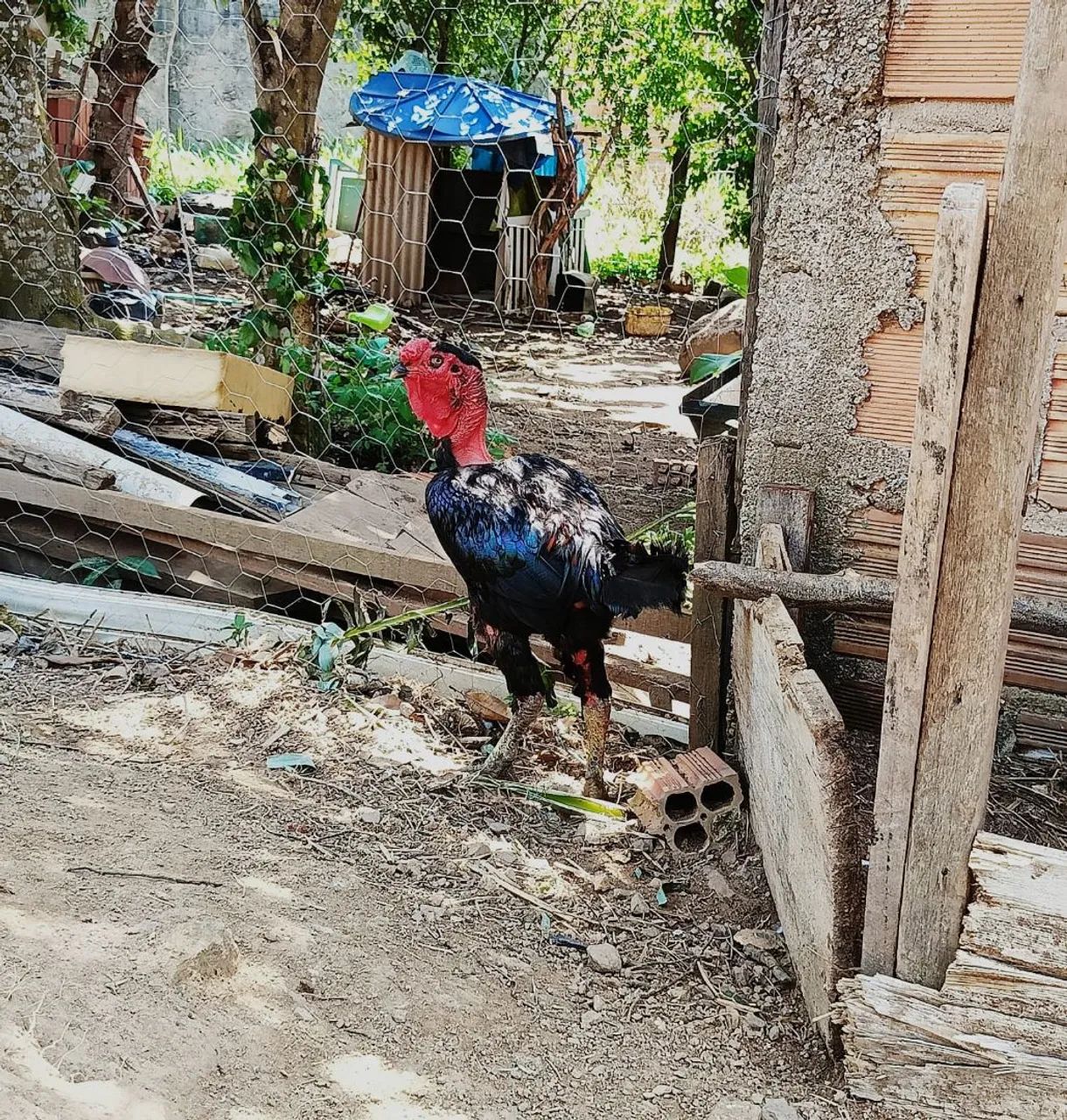 Vendo galo reprodutor - Foto 3