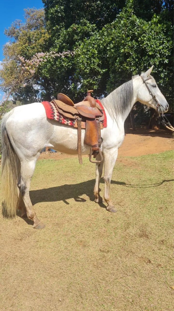 Super oportunidade - Cavalo Quarto de Milha