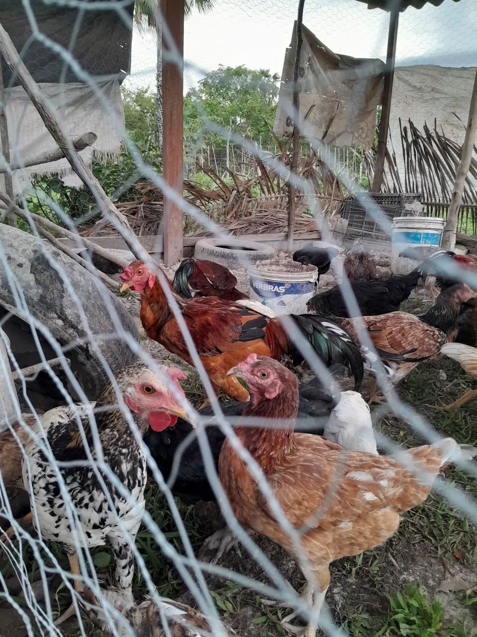 Galinhas caipira. - Foto 5