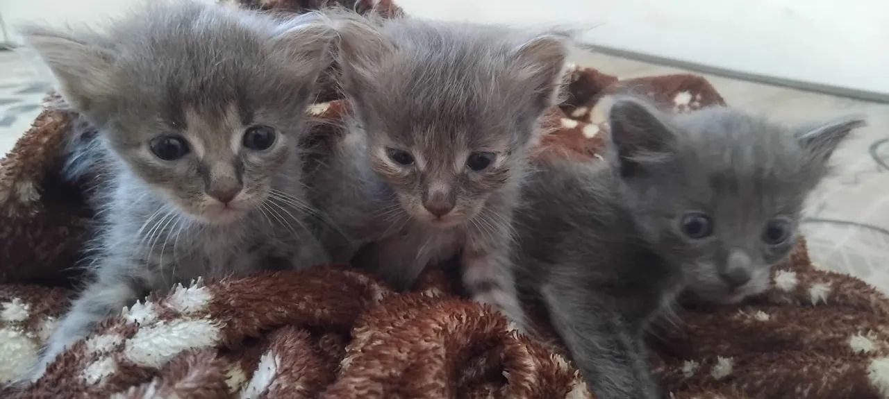 Gatinhas para adoção 