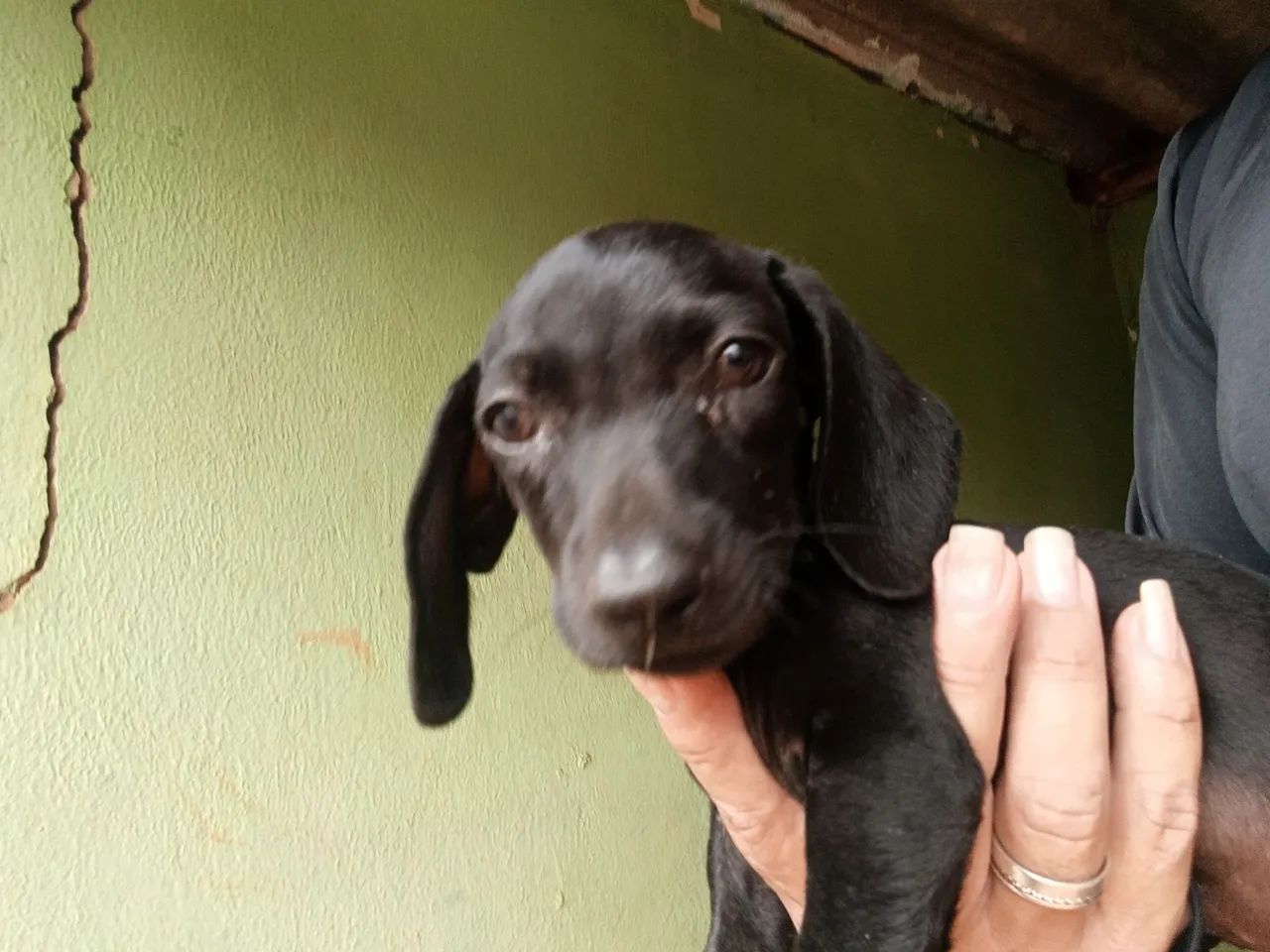 Cofap macho mini - Foto 3