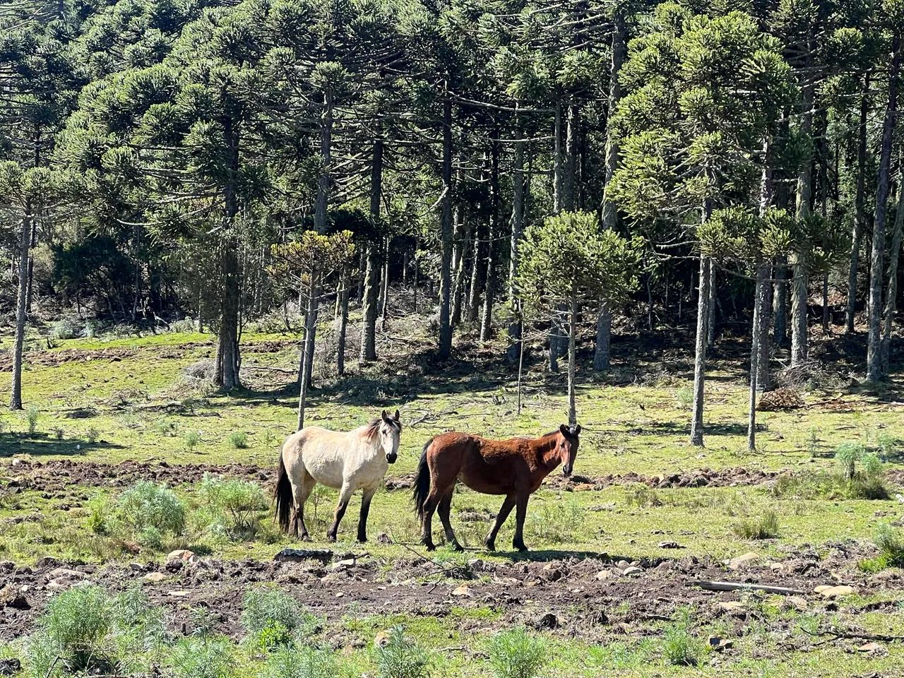 Fazenda em Urubici - 131 hectares  - Foto 8
