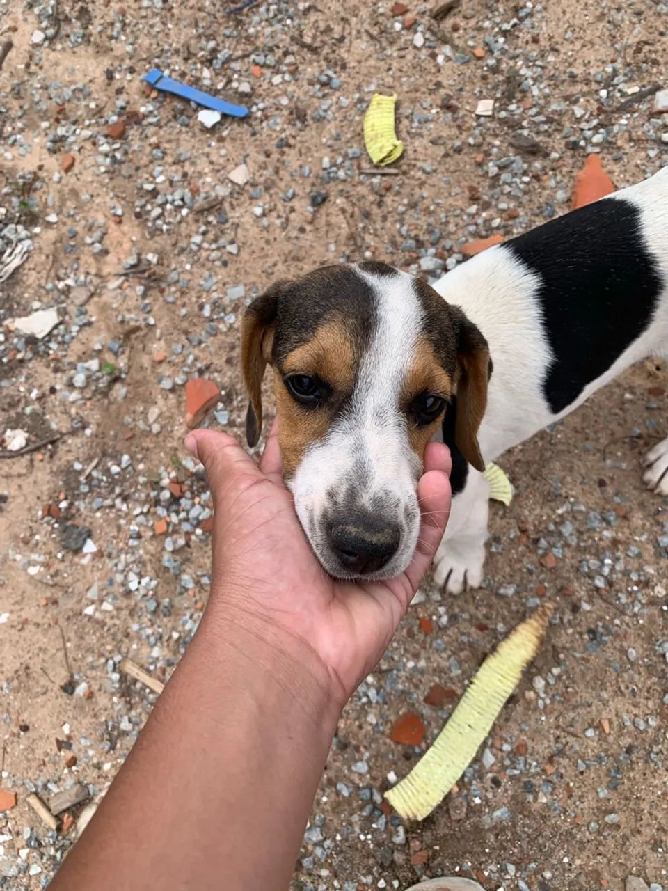 Cachorra caçadora pai e mãe no anúncio  - Foto 2