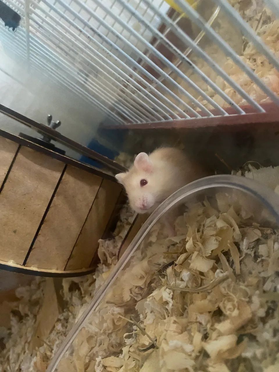 Hamster filhote  - Foto 6
