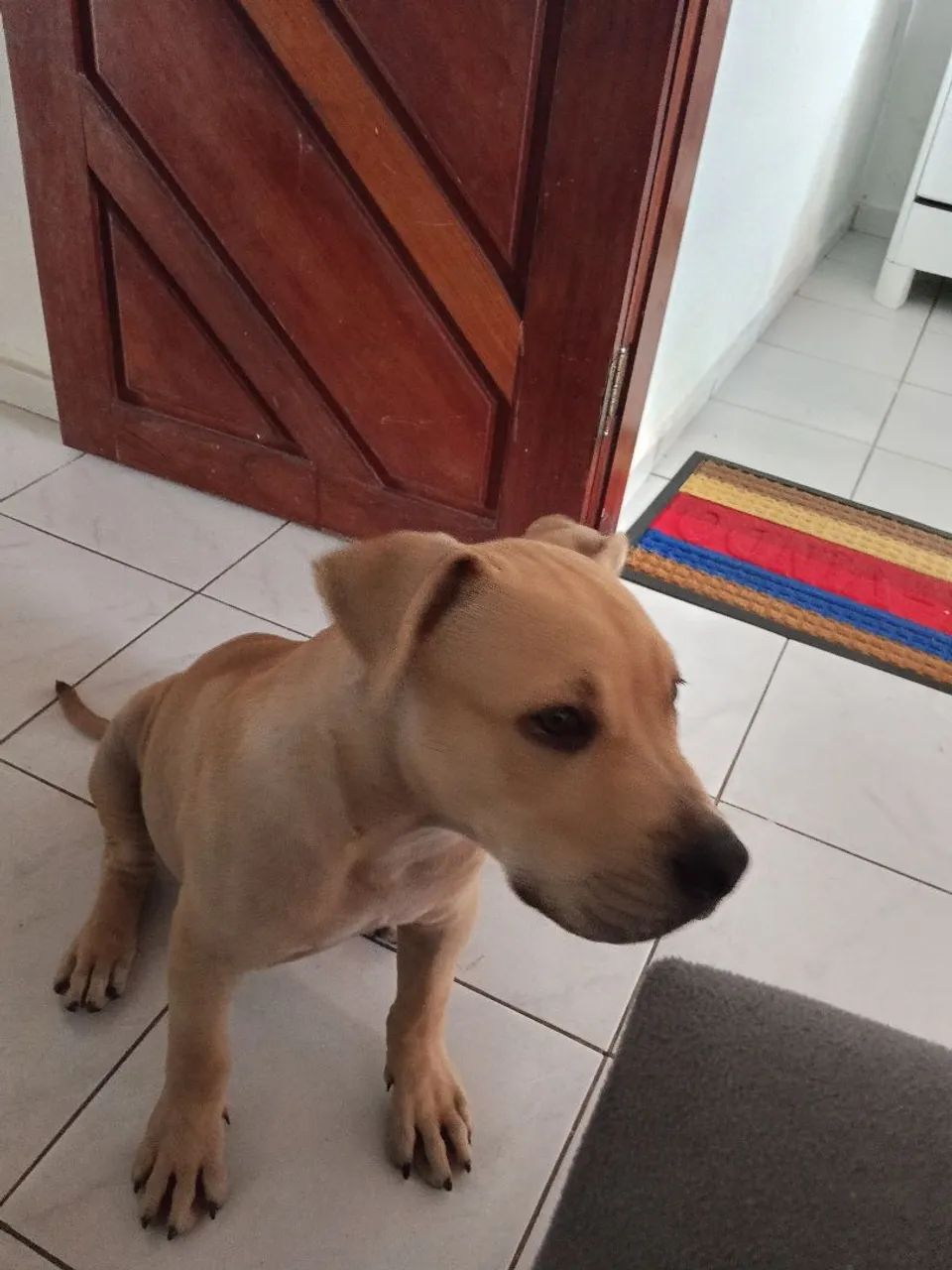 Cachorro  - Foto 5