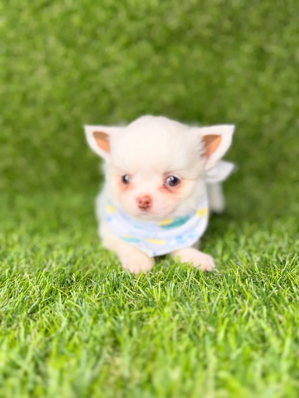 Chihuahua  - Foto 2