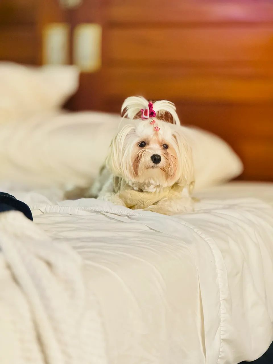 Filhotes de Maltês - Foto 2