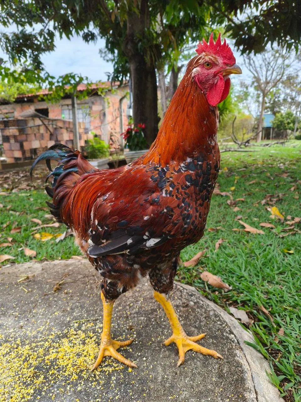 Frango GSB - Foto 4
