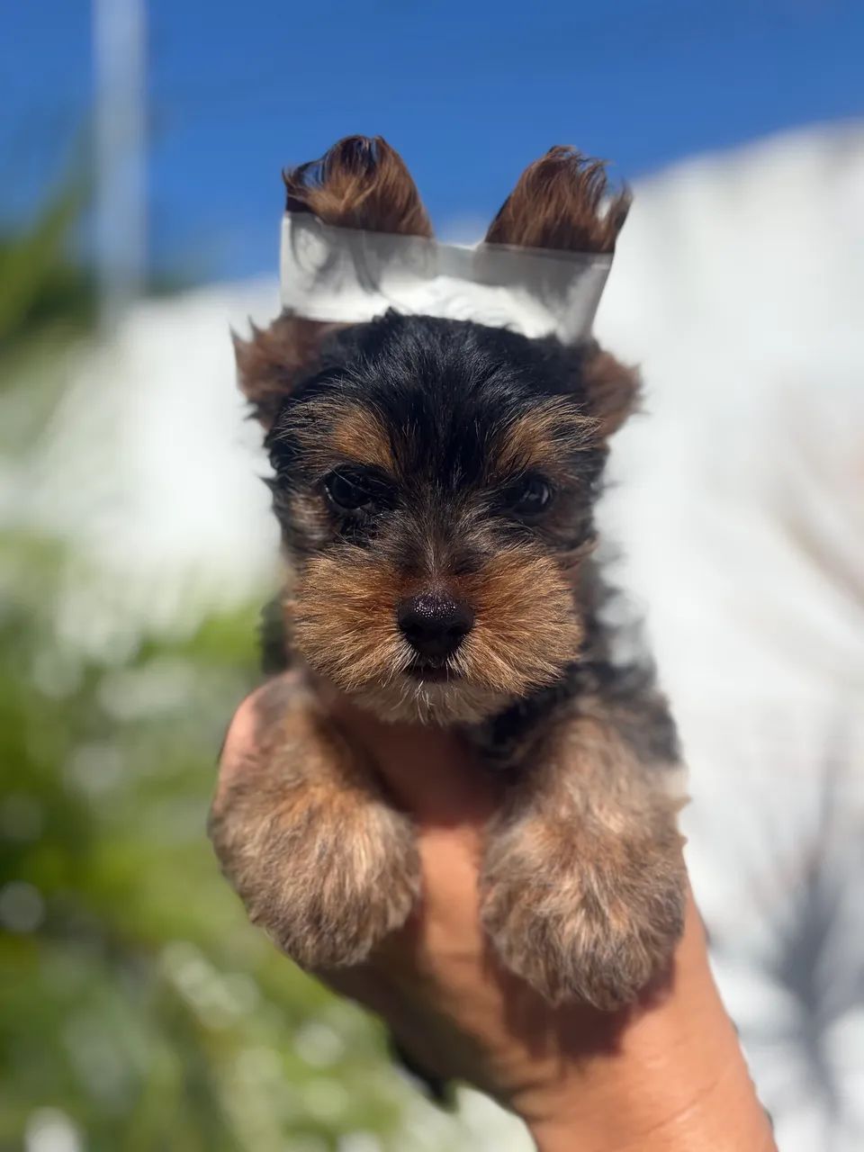 Yorkshire terrier macho - Foto 5