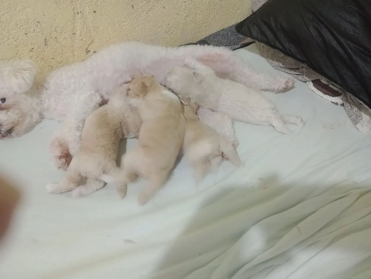 Cachoros - Foto 2