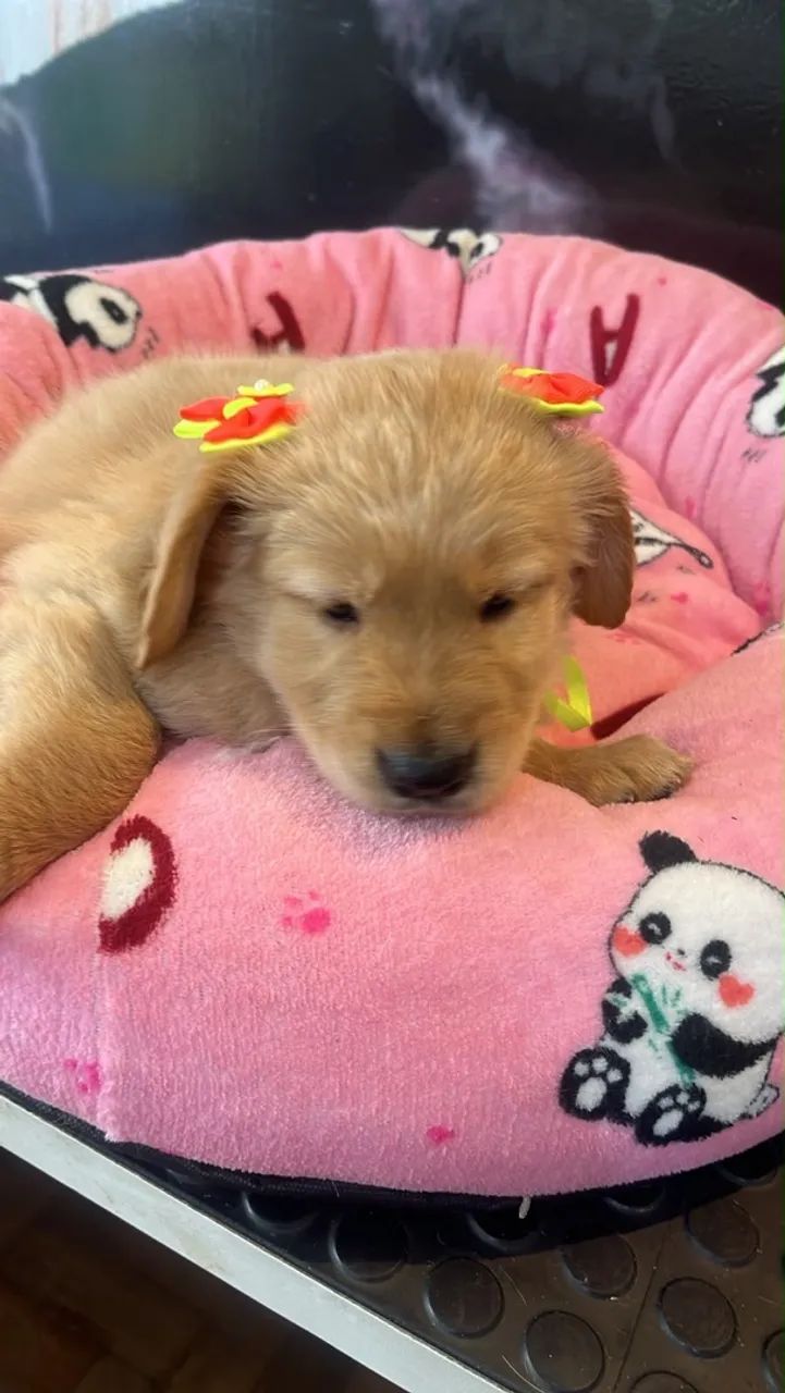 Golden retriever  - Foto 5
