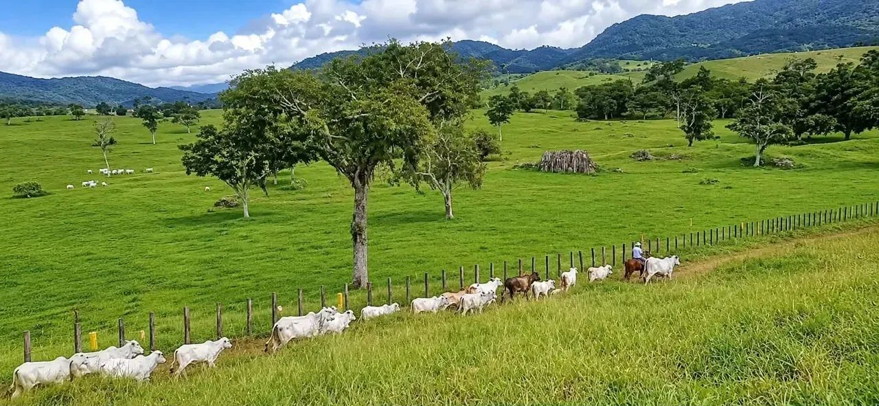 6.500ha em Itagí-BA - Foto 3