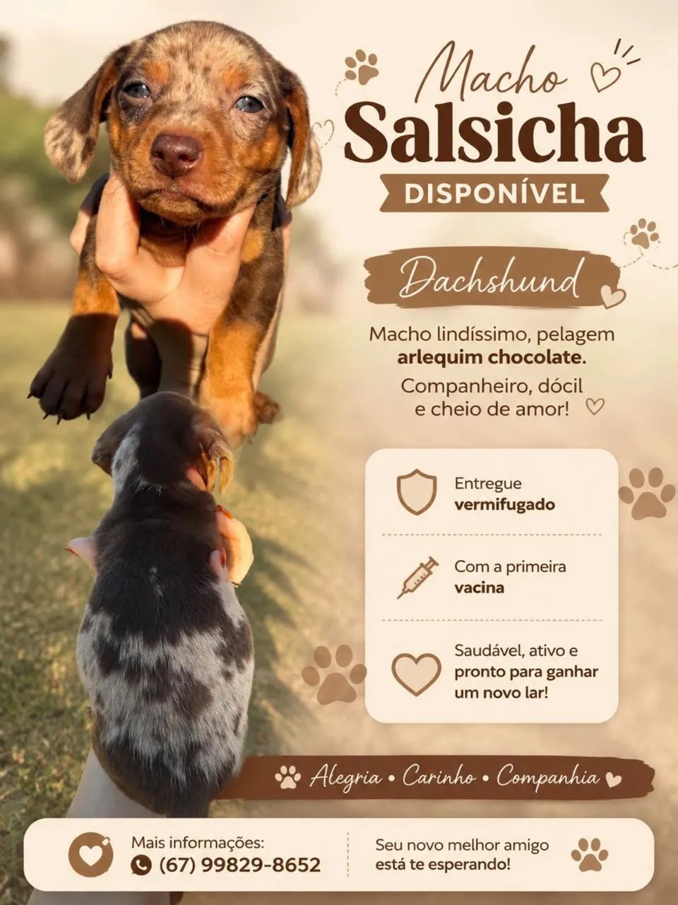 Salsicha  - Foto 2