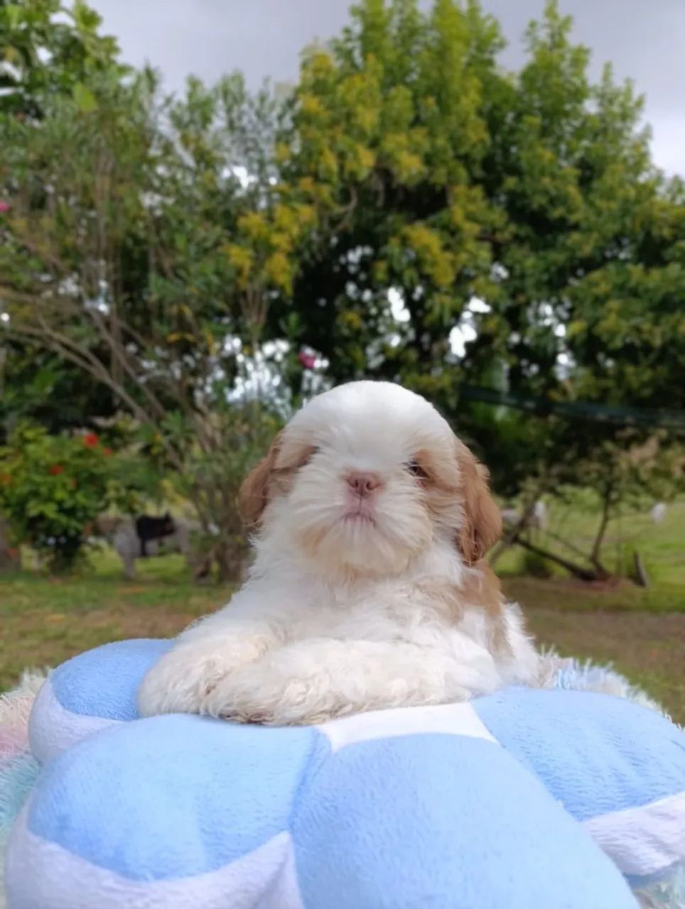 Shihtzu  - Foto 5