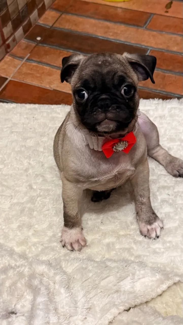 Pug fêmea  - Foto 5