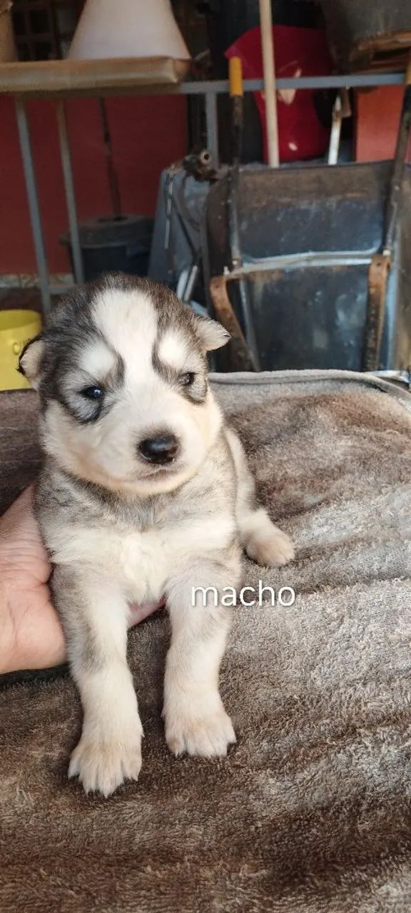 Husky siberiano  - Foto 5