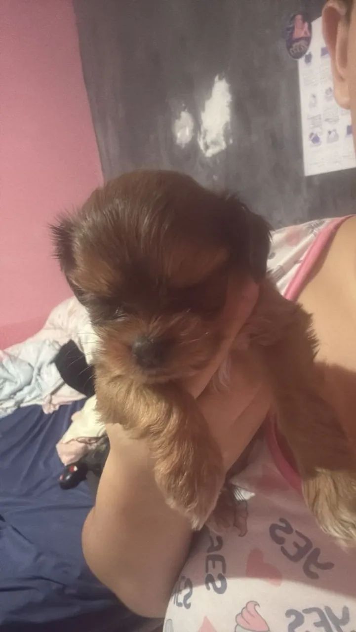 Shihtzu com azafe  - Foto 2