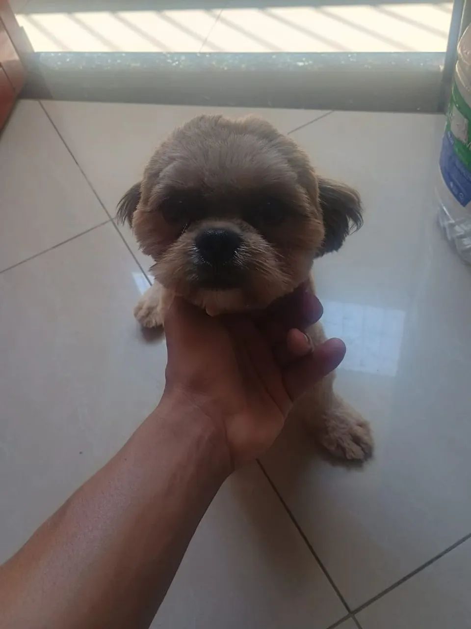 Cachorro  - Foto 4
