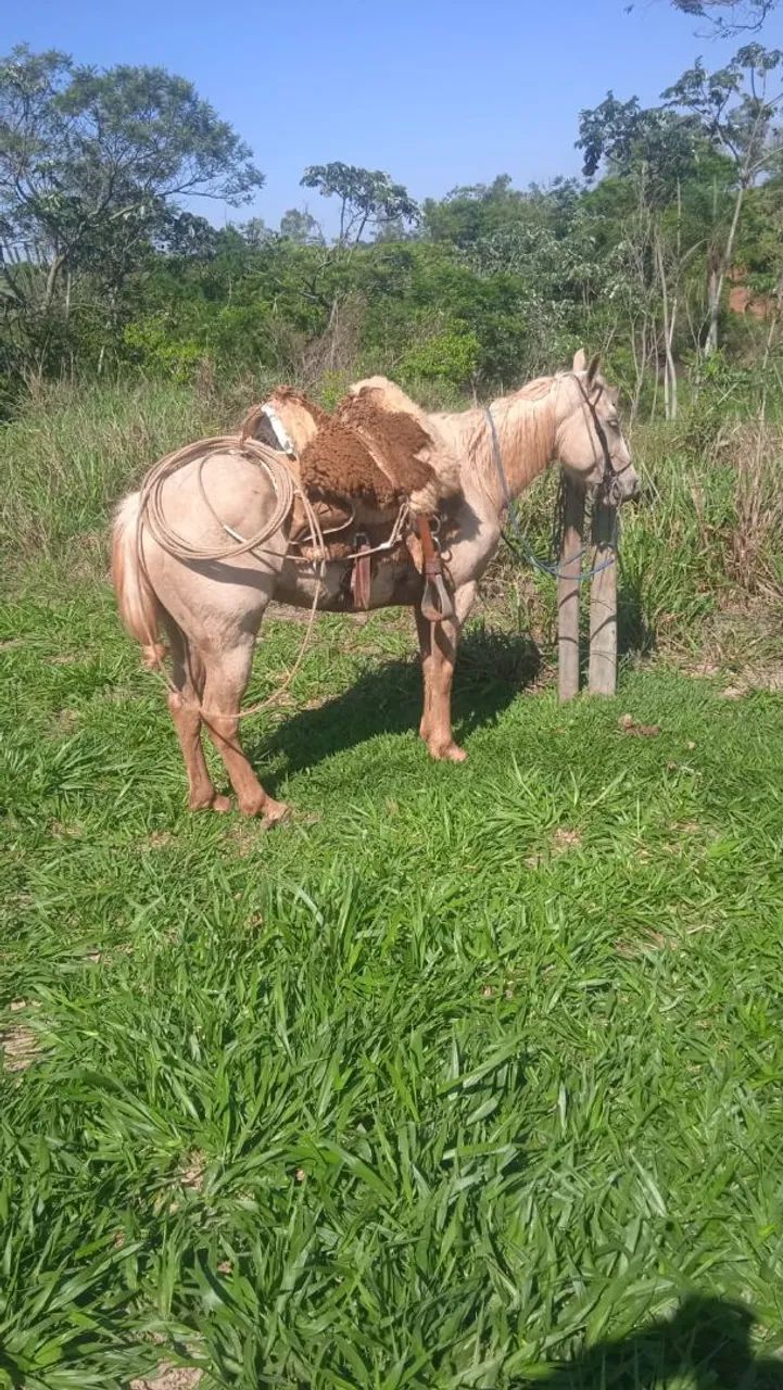 Cavalo  - Foto 4